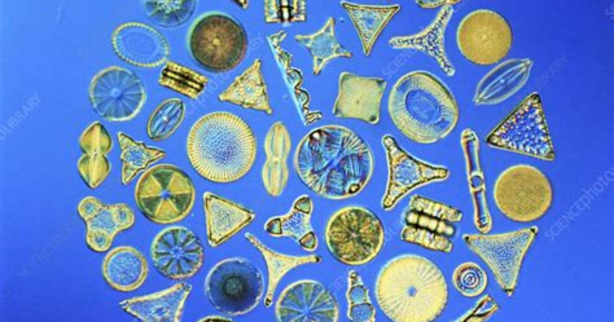 What Clean Crew Eats Diatoms