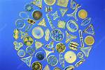 What Clean Crew Eats Diatoms
