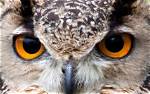 What Color Eyes Do Owls Have