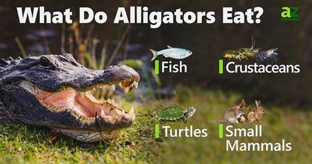 What Do American Alligators Eat in the Everglades