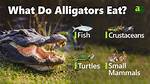 What Do American Alligators Eat in the Everglades