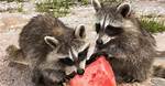 What Do Baby Raccoons Eat
