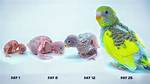 What Do You Call a Baby Parakeet