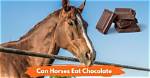 What Happens If Horses Eat Chocolate
