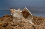 What Happens to the Conch in Lord of the Flies