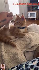 What Is 3 Southern Cats Tiktok Account? Who Is the Owner
