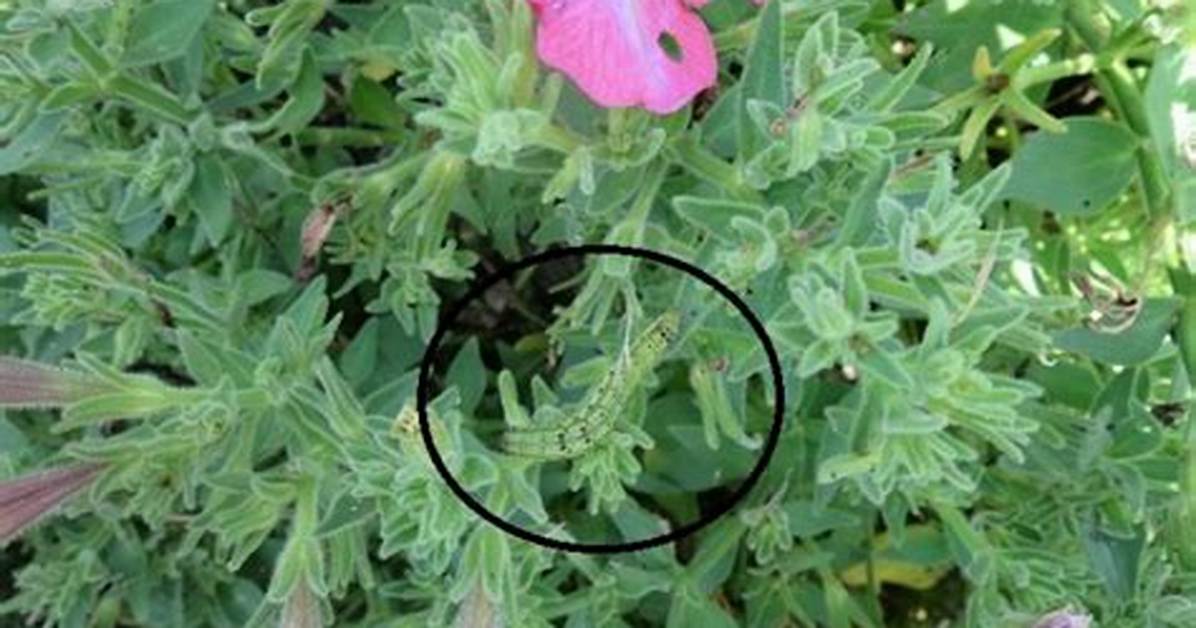 What Is Eating My Petunia Flowers at Night