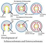 What Is Schizocoelomates