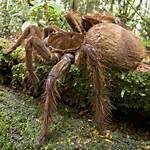 What Is the Biggest Spider in the World