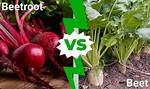 What Is the Difference Between Beet and Beat