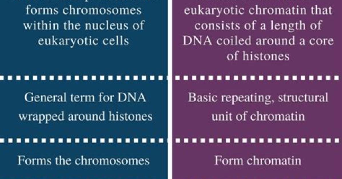 What Is the Difference Between Chromatin and Chromatid