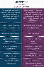 What Is the Difference Between Chromatin and Chromosome