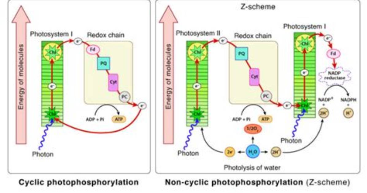 What Is the Difference Between Cyclic Photophosphorylation and Non Cyclic Photophosphorylation