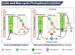 What Is the Difference Between Cyclic Photophosphorylation and Non Cyclic Photophosphorylation