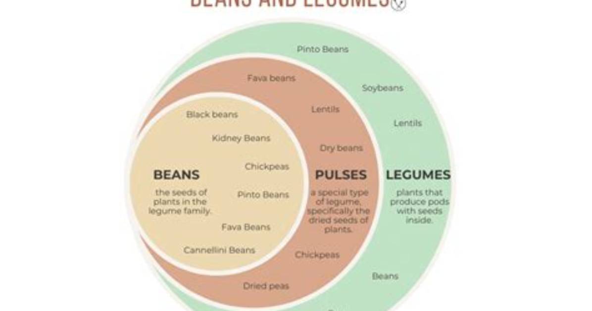 What Is the Difference Between Legumes and Lentils