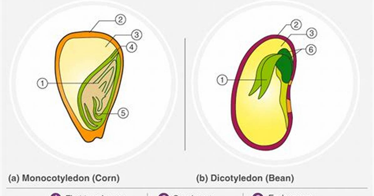 What Is the Difference Between Monocotyledon Plants and Dicotyledon Plants