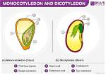 What Is the Difference Between Monocotyledon Plants and Dicotyledon Plants