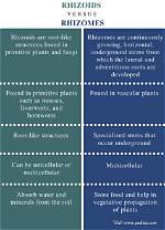 What Is the Difference Between Rhizoids and Rhizomes