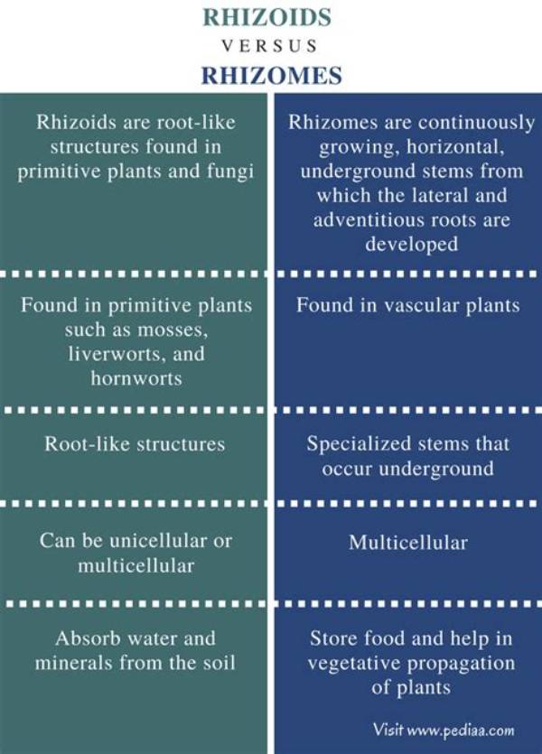 What Is the Difference Between Rhizoids and Rhizomes