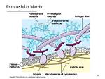 What Is the Matrix Composed of in Elastic Cartilage