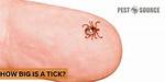 What Is the Size of a Tic Tac
