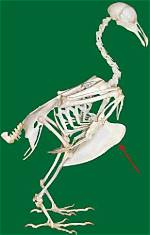 Why Do Birds Have a Keeled Sternum