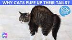 Why Do Cats Puff up and Run Sideways