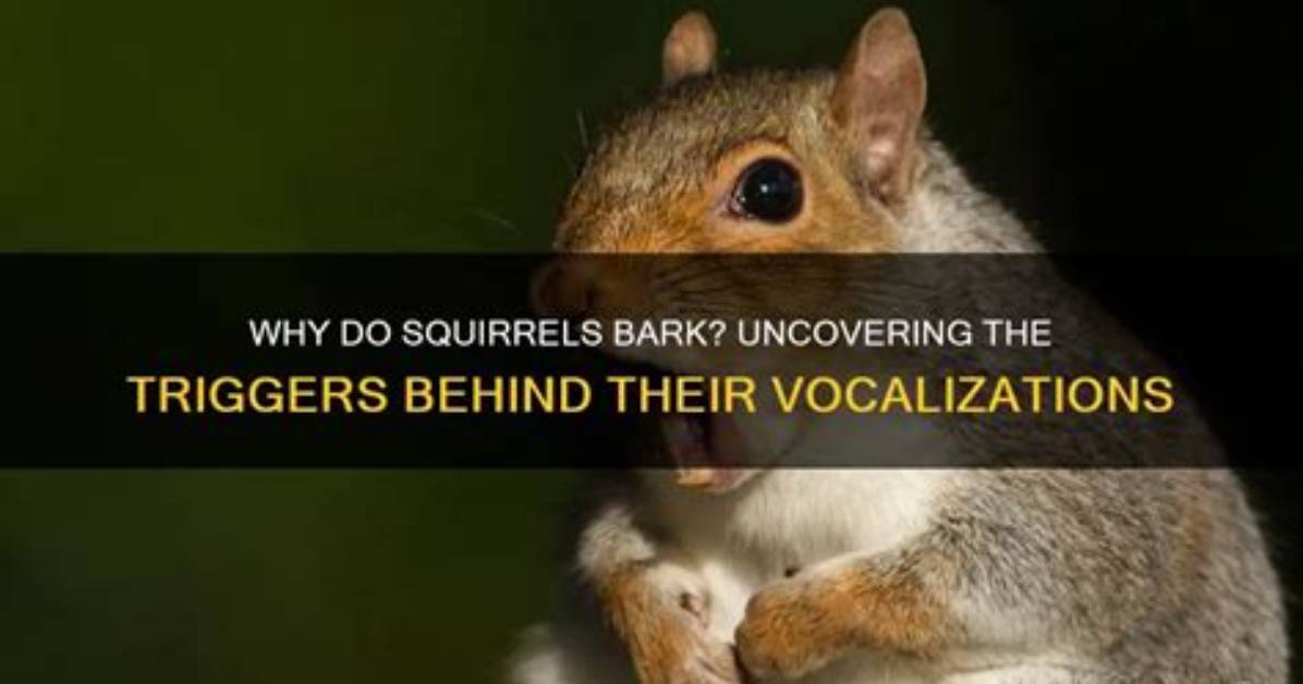 Why Do Squirrels Bark