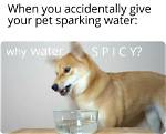 Why Is It Spicy Tiktok Dog Meme & Sound Explained, What Does It Mean?